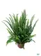 Custom plant tissue culture containers  Manufacturer | Youngplants 1