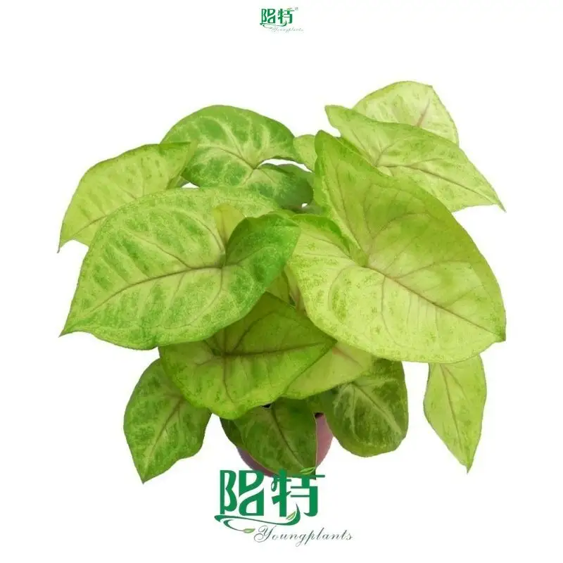  syngonium podophyllum albo  | Youngplants 1