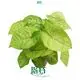  syngonium podophyllum albo  | Youngplants 1