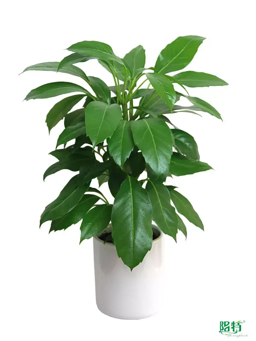Custom schefflera gerda  Manufacturer | Youngplants 1