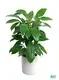 Custom schefflera gerda  Manufacturer | Youngplants 1