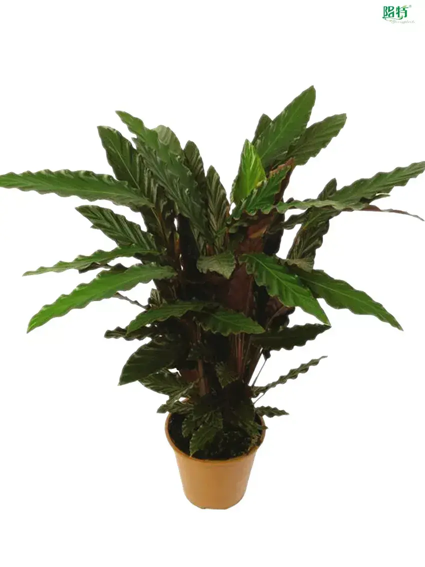 Youngplants |  calathea  1