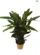 Youngplants |  calathea  1