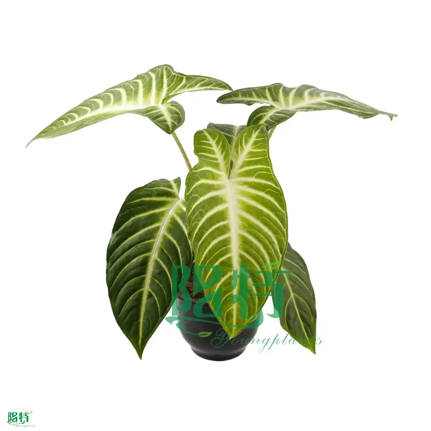 Youngplants |  xanthosoma tissue culture 1 1