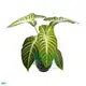 Youngplants |  xanthosoma tissue culture 1 1