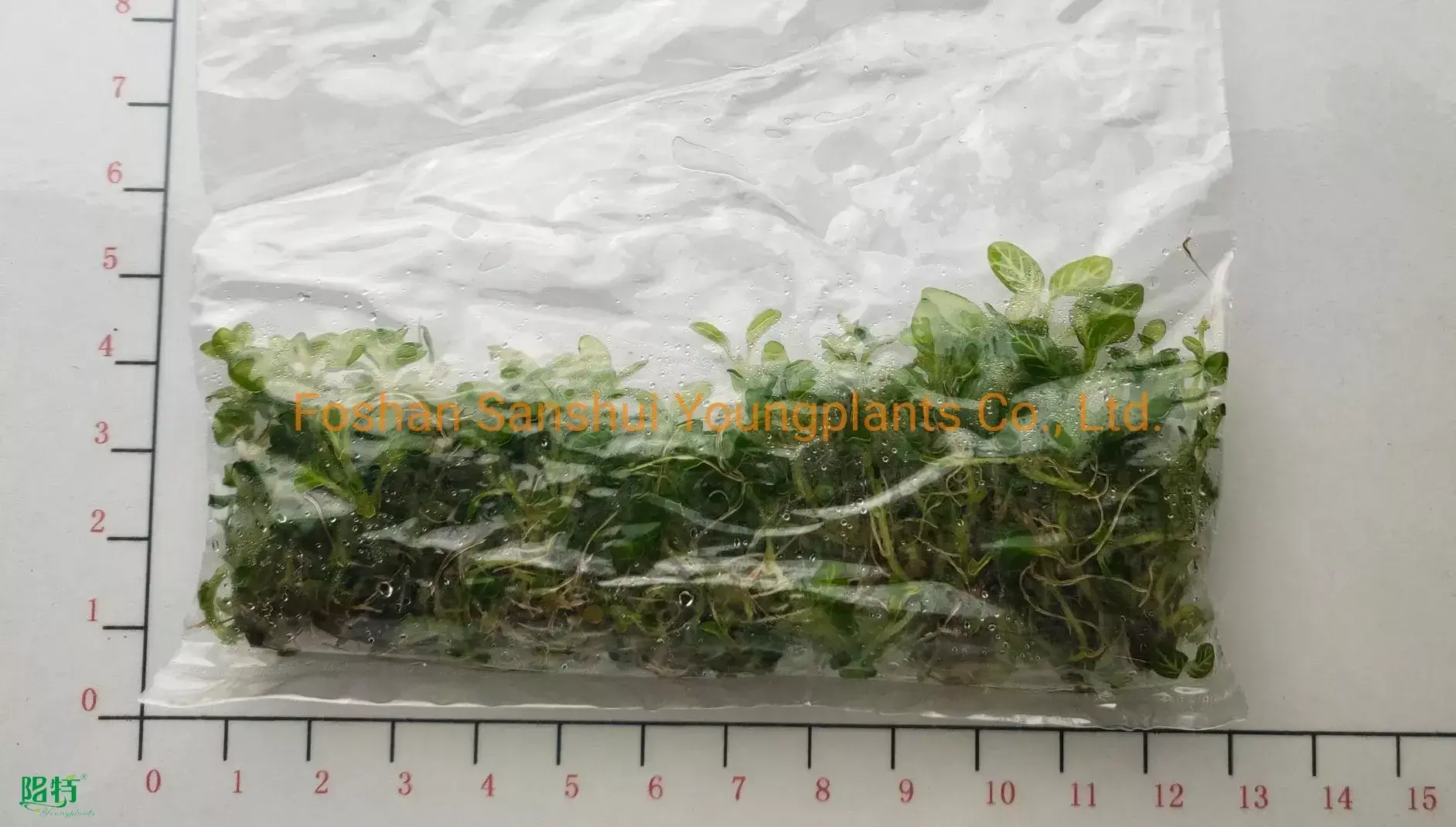 Youngplants |  fittonia argyroneura cats  1
