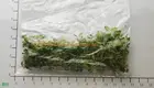 Youngplants |  fittonia argyroneura cats  1