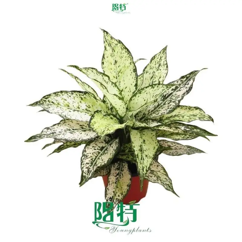  aglaonema tissue culture  | Youngplants1 1