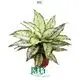  aglaonema tissue culture  | Youngplants1 1