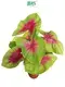  white caladium  | Youngplants 1