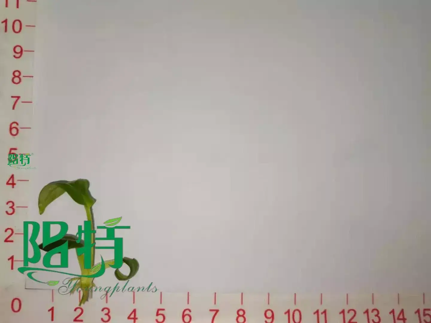 Custom xanthosoma tissue culture  Manufacturer | Youngplants 1