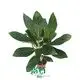 Custom aglaonema tissue culture  Manufacturer | Youngplants1 1