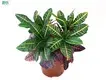 Youngplants |  winter tolerant plants  1