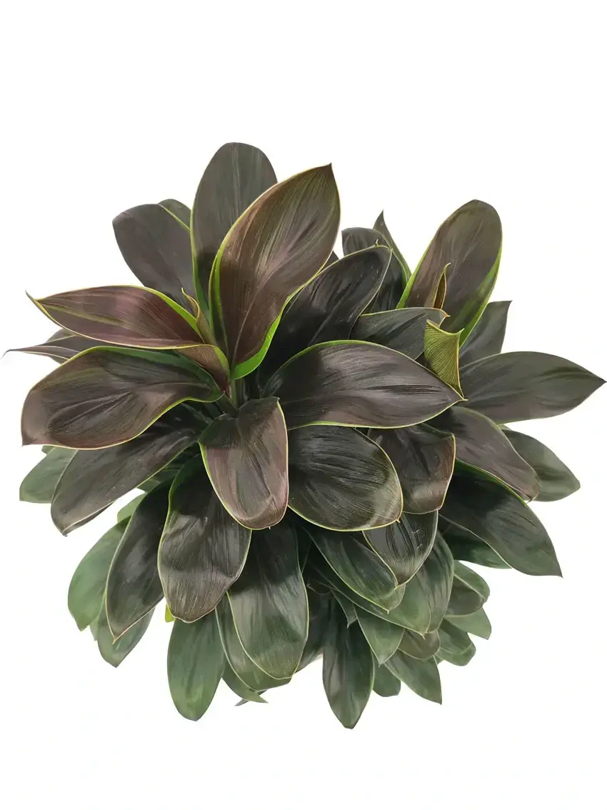 how to make aglaonema bushy | Youngplants