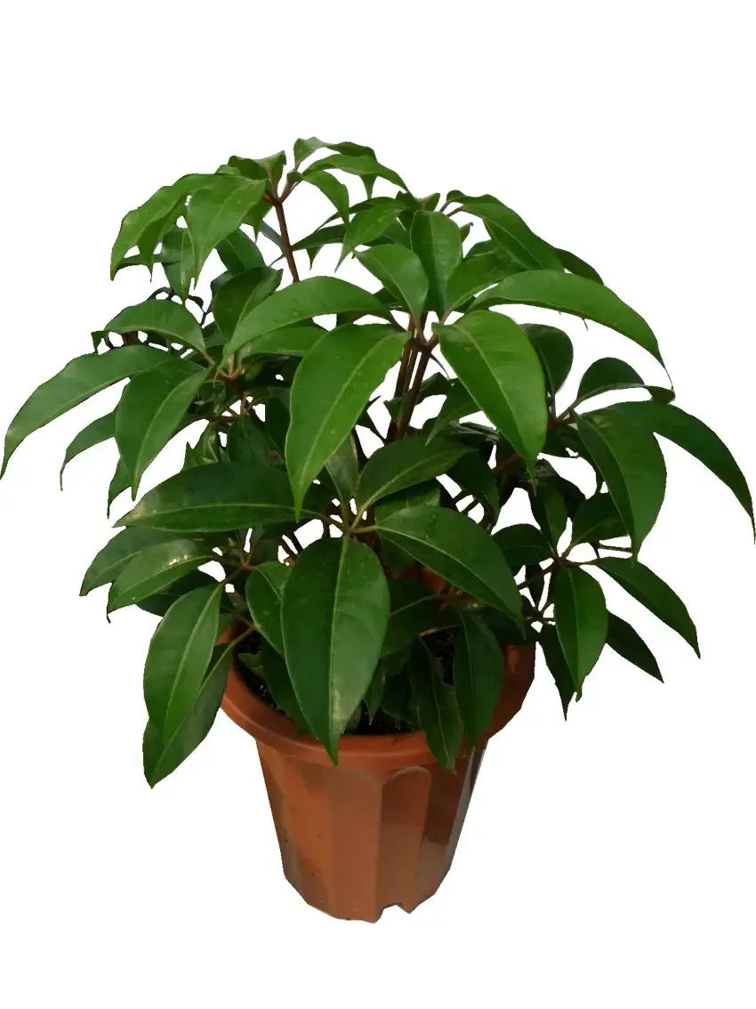 The Reasons Why We Love aglaonema toxic