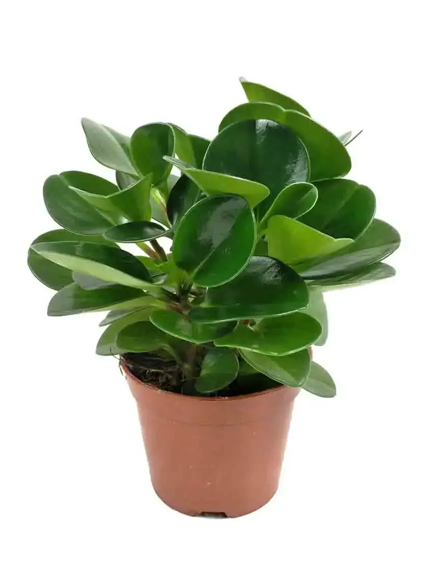 Fully Utilize chinese evergreen flower To Enhance Your Business