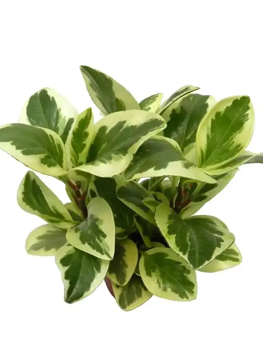 Here's What People Are Saying About aglaonema cherry care