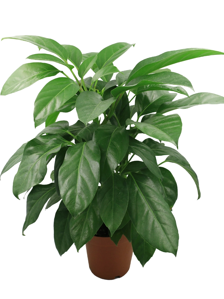 How To Own rare aglaonema For Free
