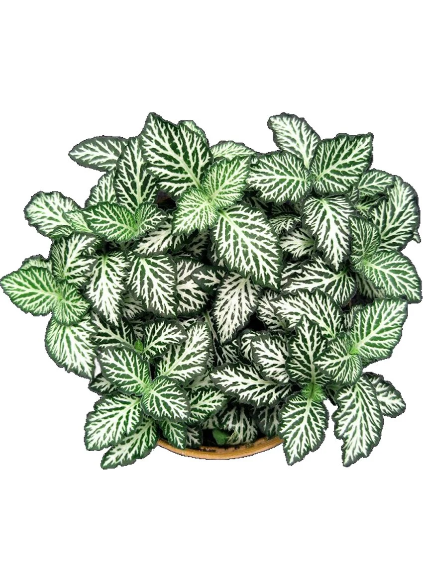 Here's What People Are Saying About repot chinese evergreen