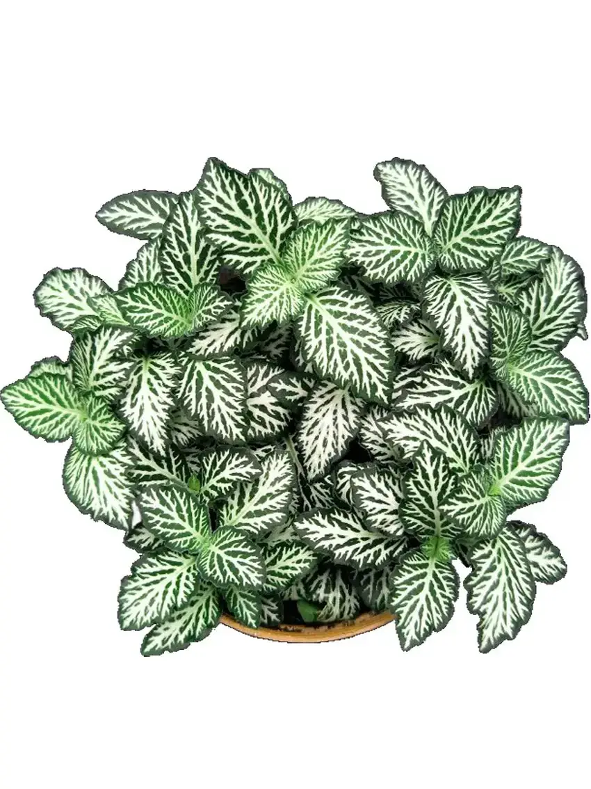 How To Own aglaonema pink star For Free