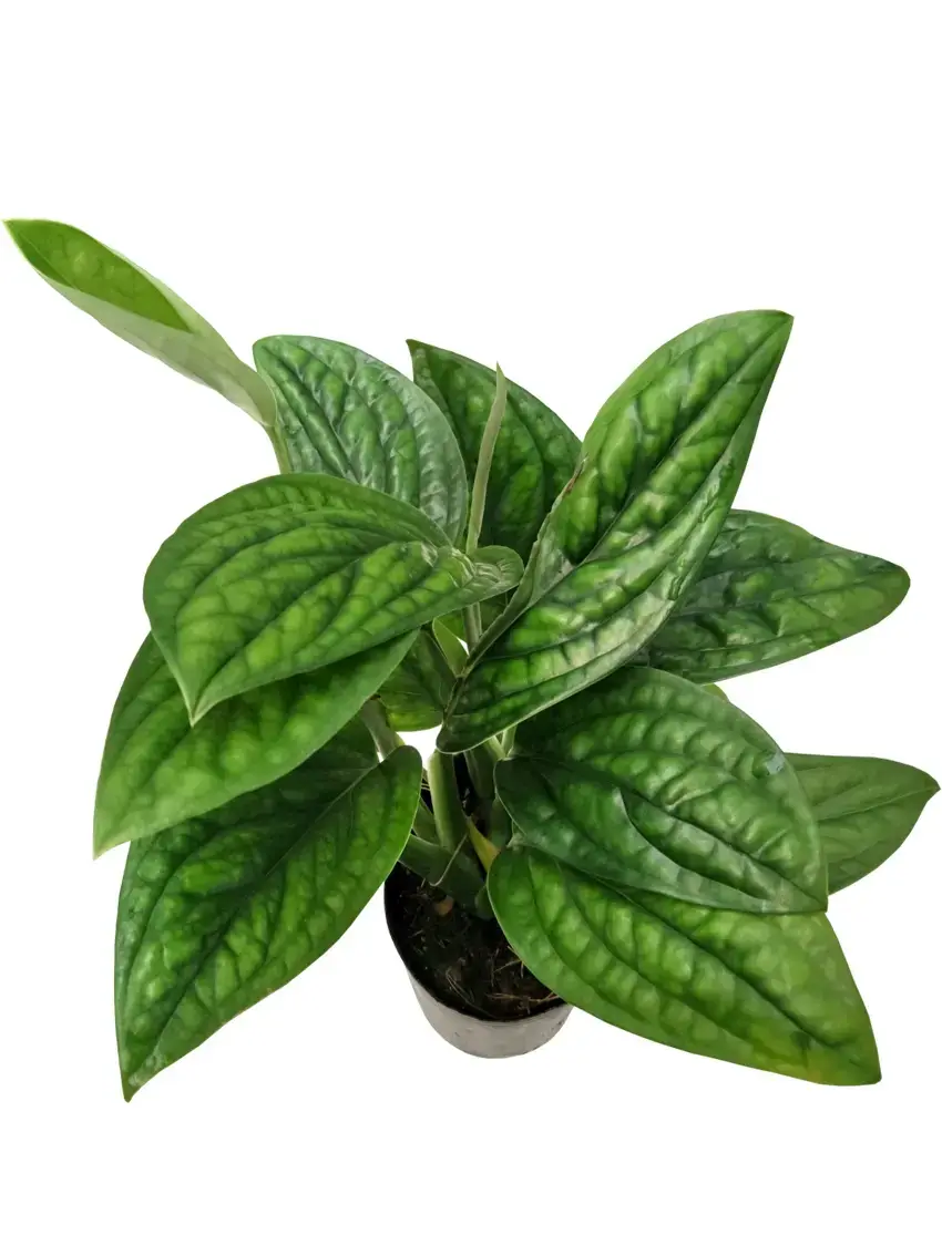 aglaonema red lipstick propagation | Youngplants
