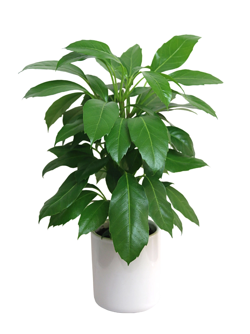 The Reasons Why We Love algonomia