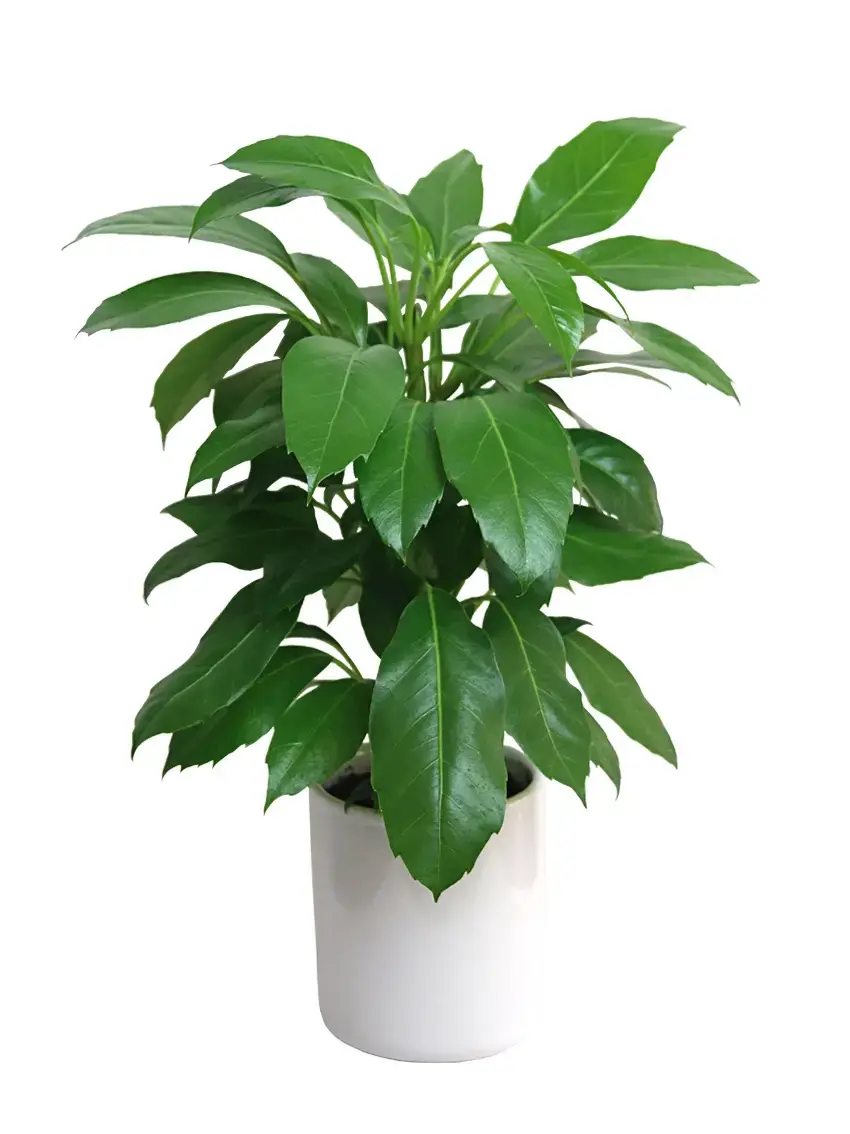 The Reasons Why We Love algonomia