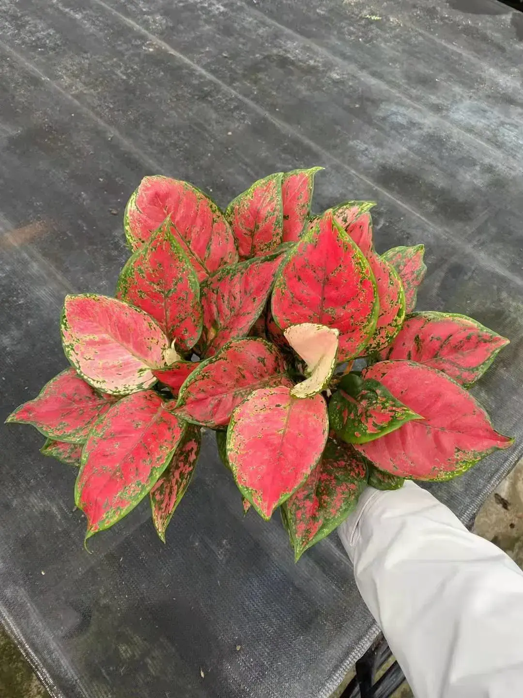 aglaonema variety list | Youngplants