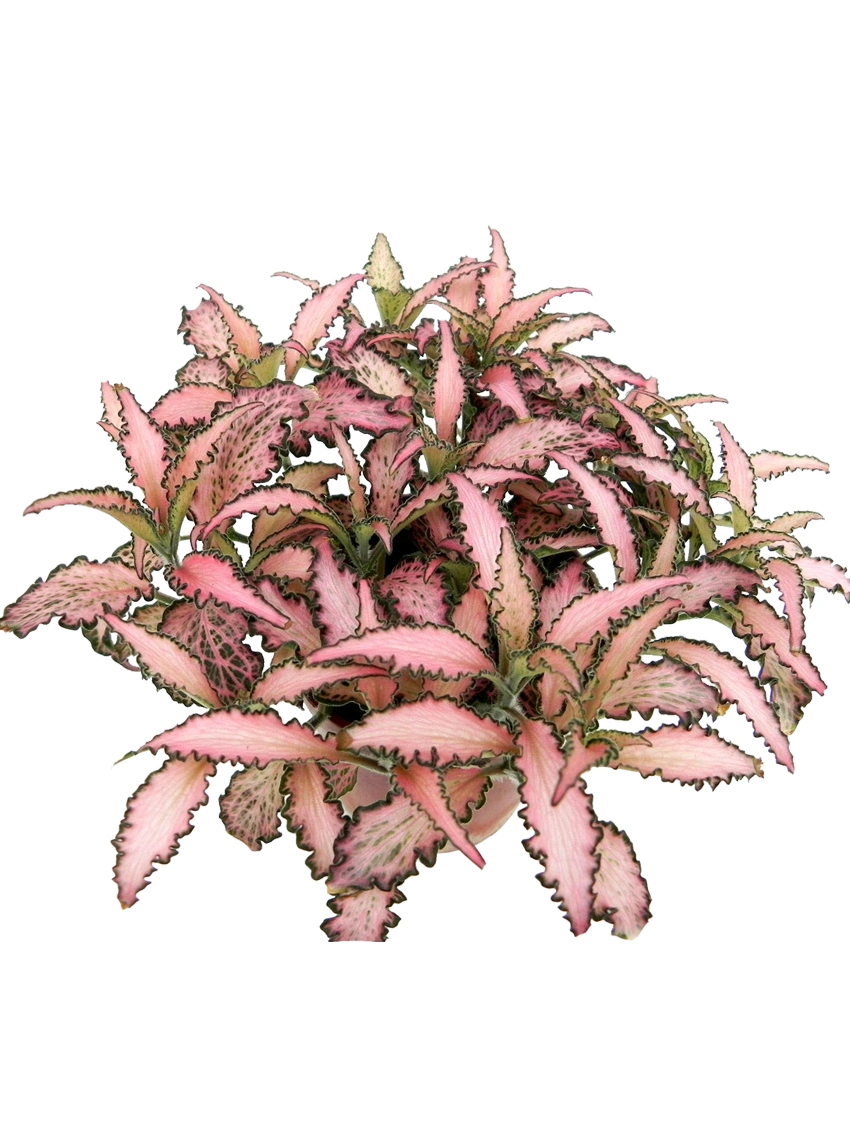 Here's What People Are Saying About aglaonema aurora siam red