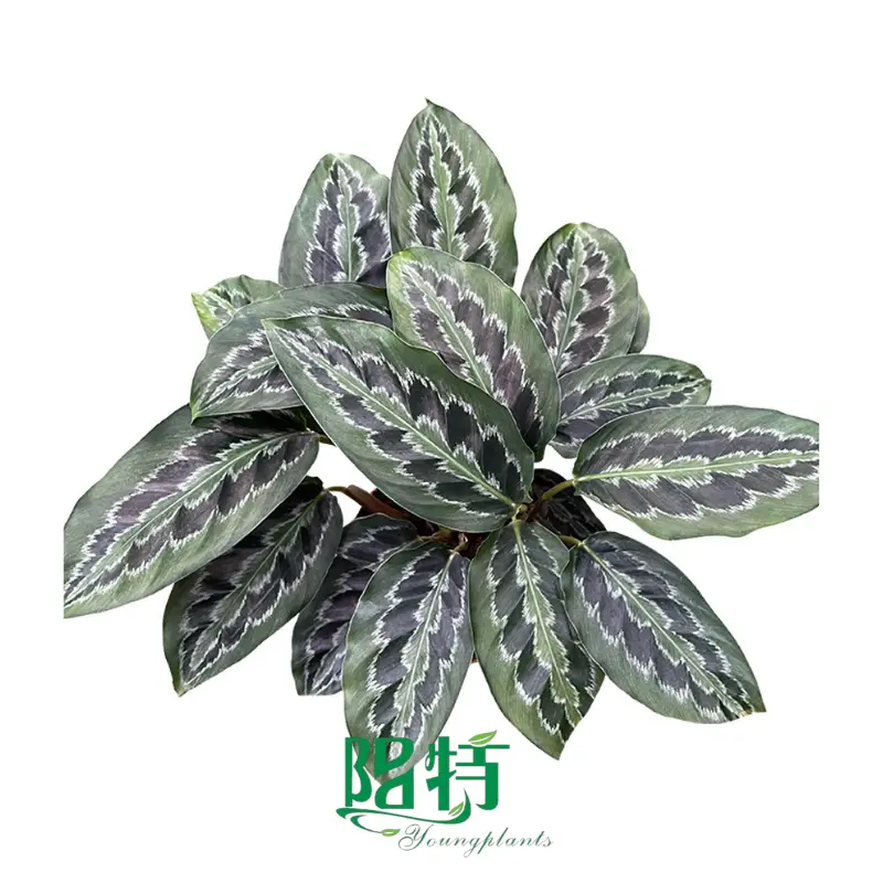 Here's What People Are Saying About red aglaonema siam