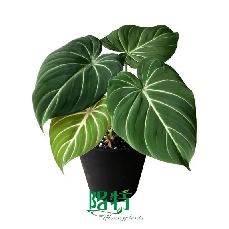 Here's What People Are Saying About alocasia portor