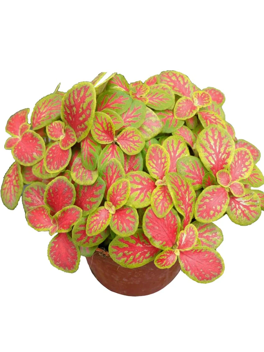 Alasan Mengapa Kami Menyukai Agloenema