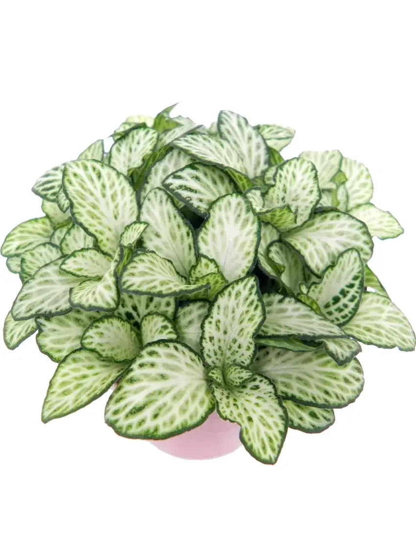 How To Own aglaonema sunset pink For Free