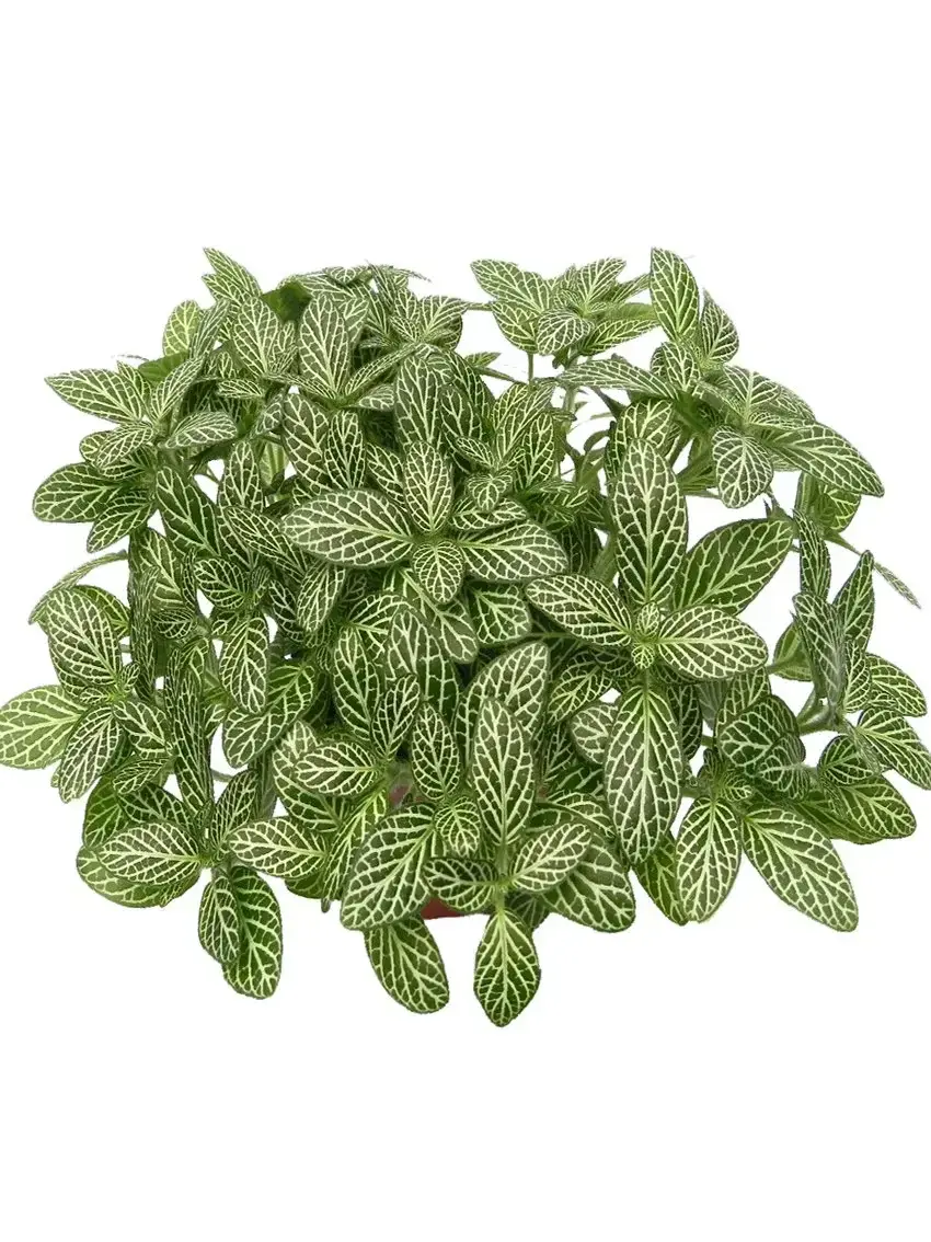 pink aglaonema chinese evergreen | Youngplants