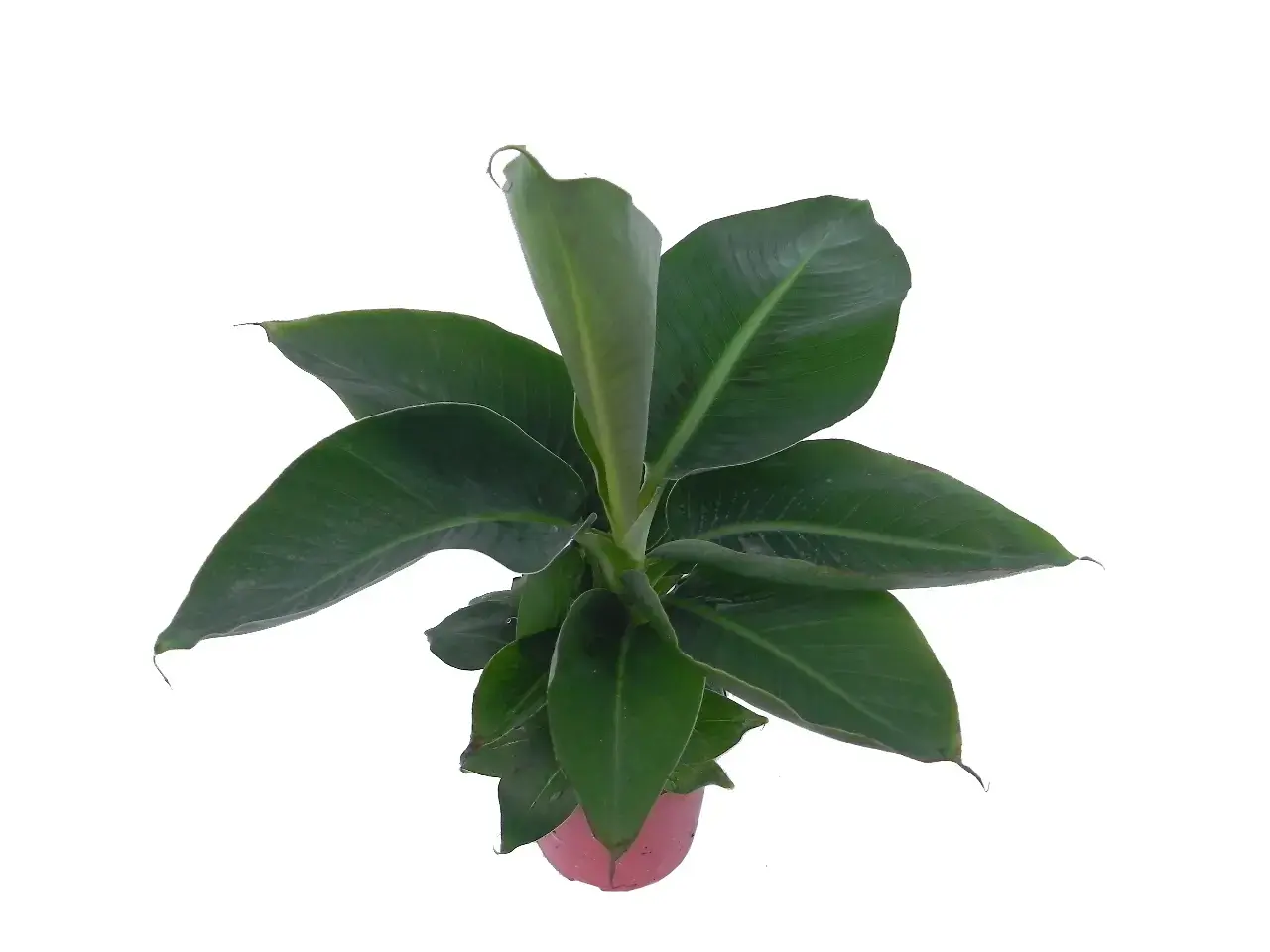 what is aglaonema lucky green | Youngplants