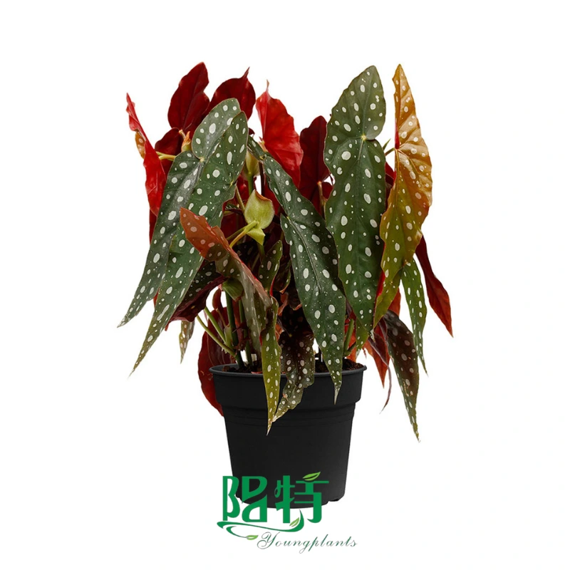 Foshan Youngplants | Begonia maculata 'wightii' Gewebekulturpflanzen 1