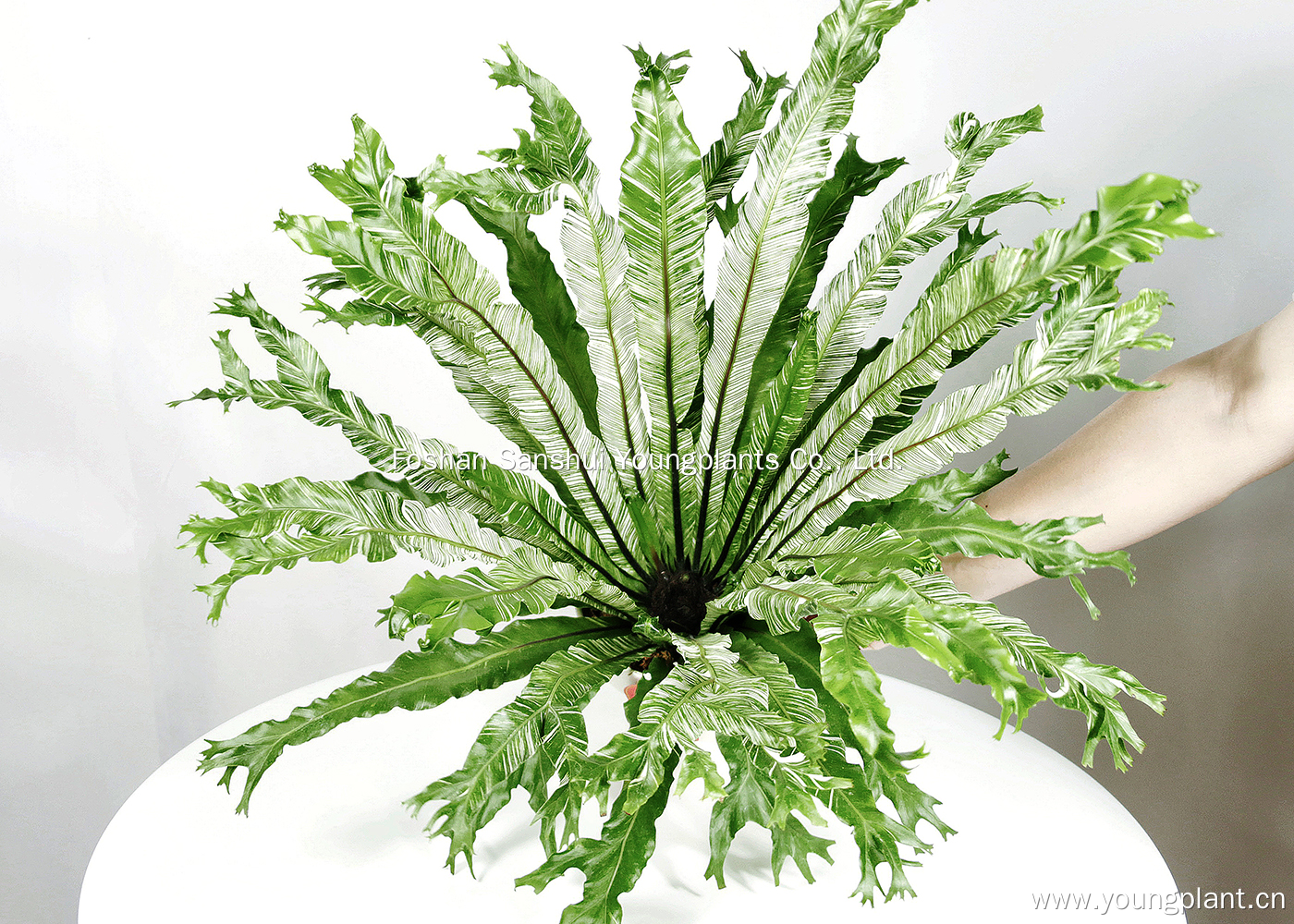 I-Asplenium Asplessium Nidus Variegata: I-Fast-i-Fern amaqoqo wezitshalo ezingama-2024 3