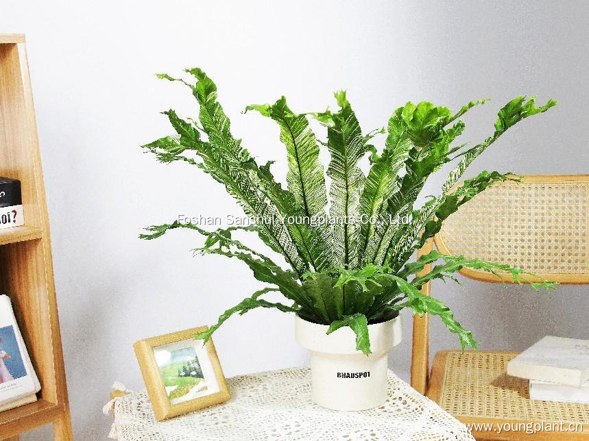 I-Asplenium Asplessium Nidus Variegata: I-Fast-i-Fern amaqoqo wezitshalo ezingama-2024 4
