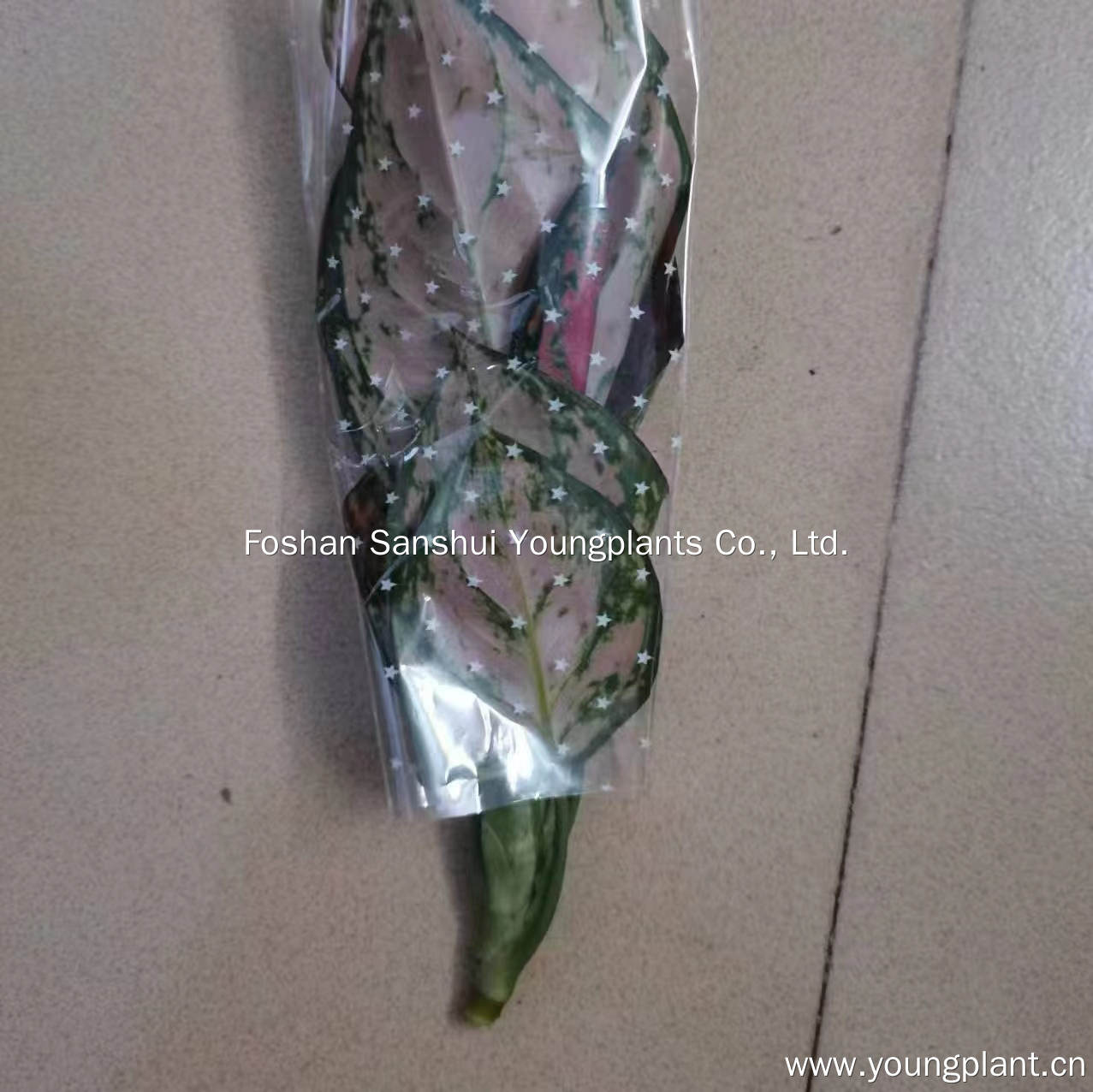 2024 Visit in Poland - Insights and Solutions 5