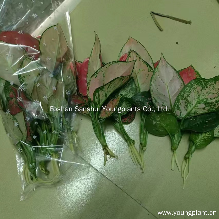 2024 Visit in Poland - Insights and Solutions 4