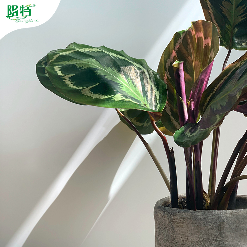 wholesale tissue culture tropical plants supplier