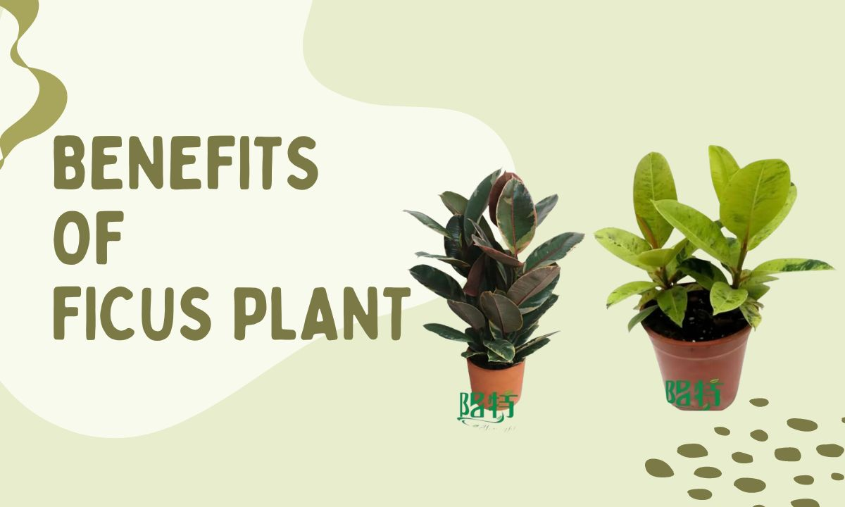 What Are the Benefits of Ficus Plant? | Youngplants