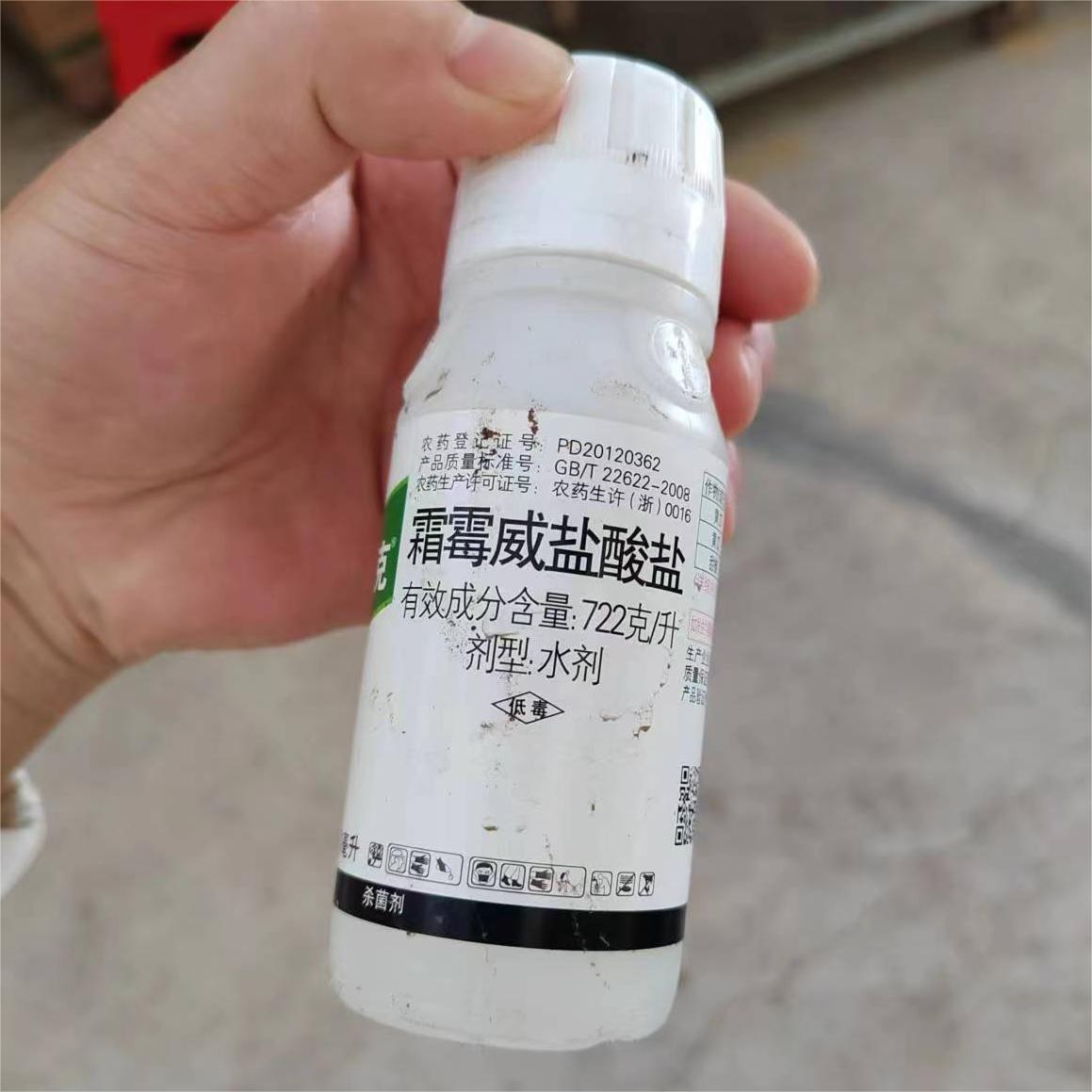 Foshan Youngplants | Leaf Spots Prevention & Treatment for Ficus umbellata 7