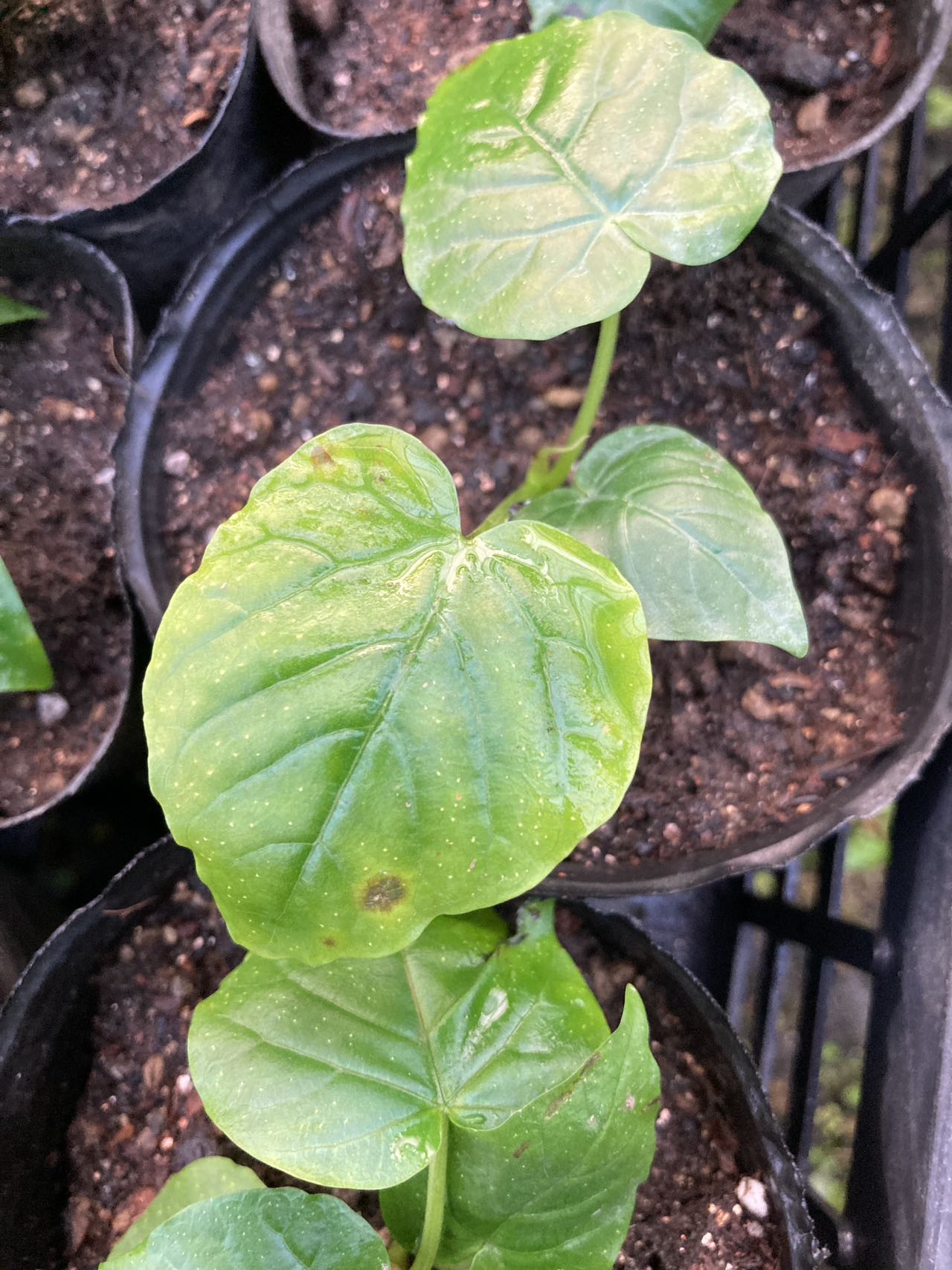 Foshan Youngplants | Leaf Spots Prevention & Treatment for Ficus umbellata 1