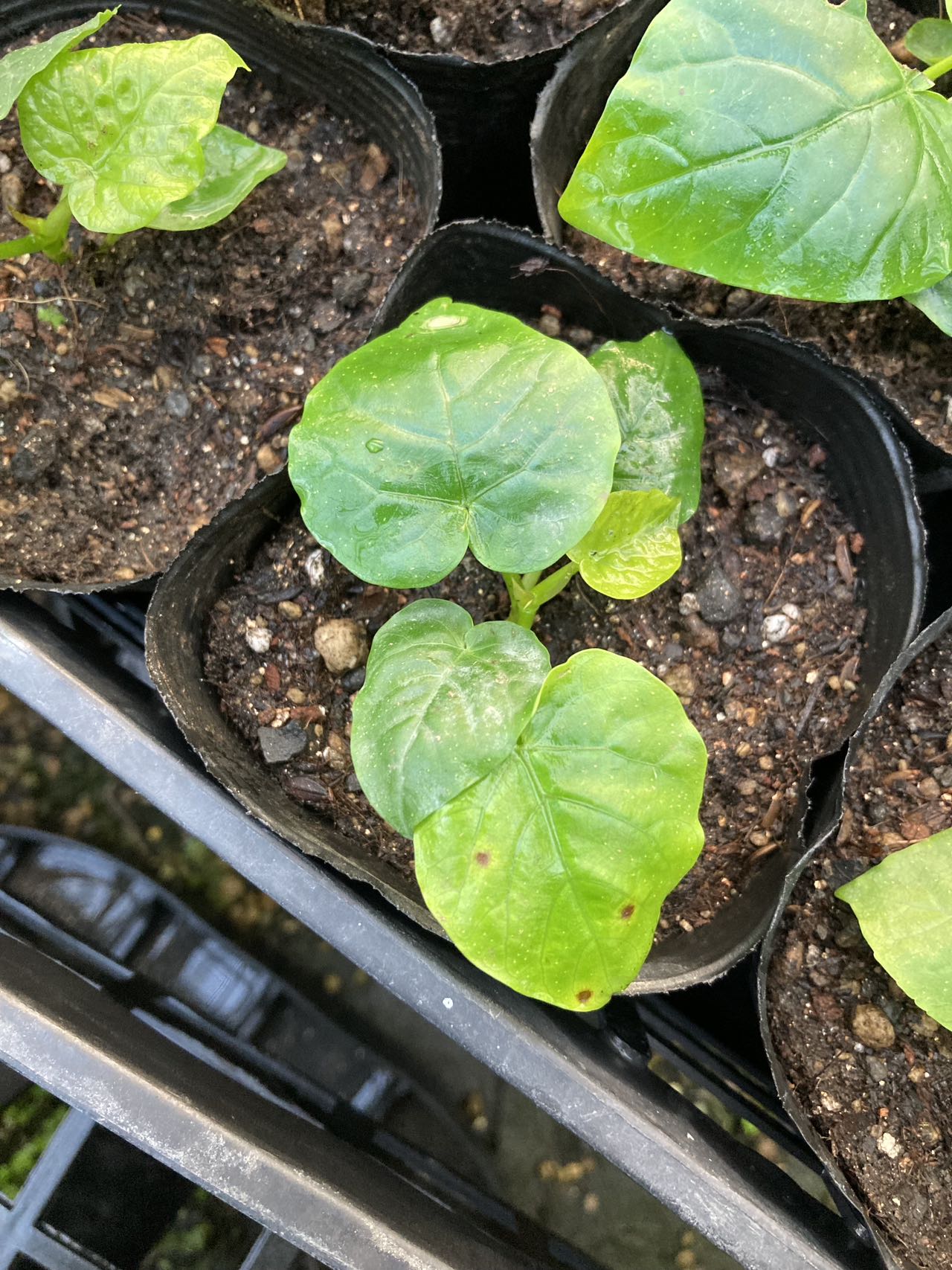 Foshan Youngplants | Leaf Spots Prevention & Treatment for Ficus umbellata 3