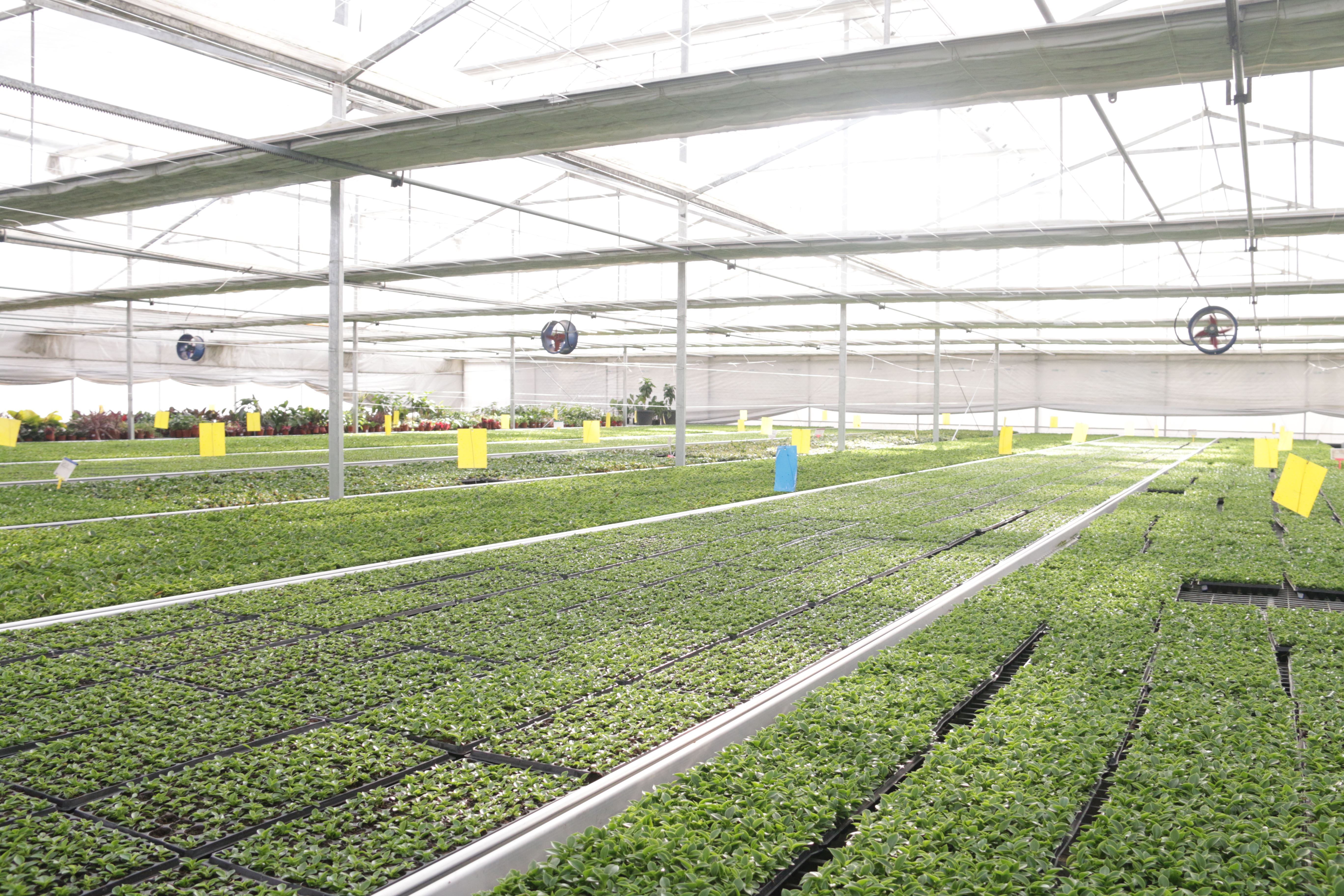 Agradecendo a Associação de Nurseraria das Plantas da Índia: uma visita memorável a Foshan Youngplants 4