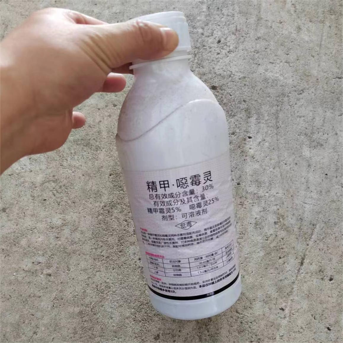 Foshan Youngplants | Leaf Spots Prevention & Treatment for Ficus umbellata 8