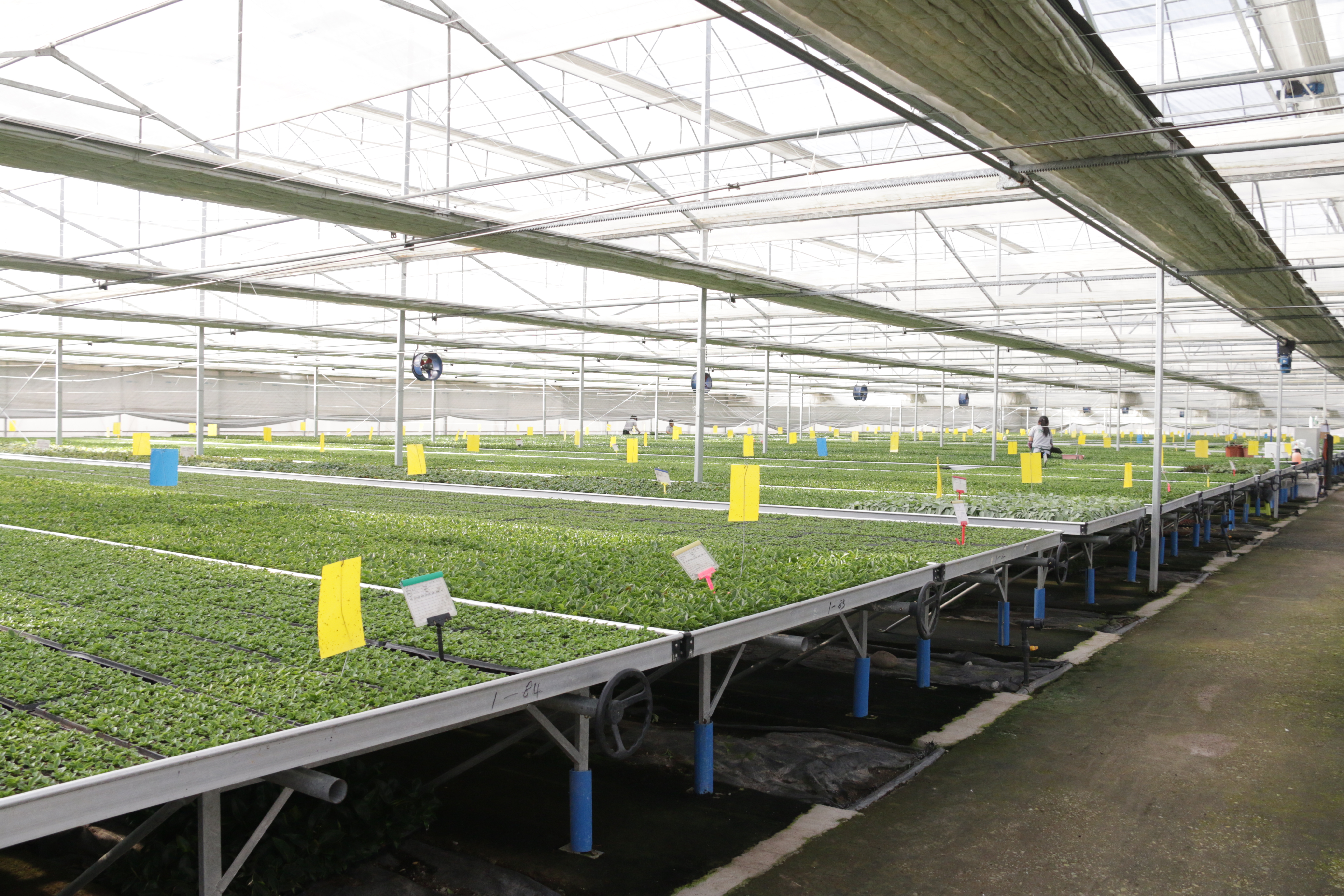 Agradecendo a Associação de Nurseraria das Plantas da Índia: uma visita memorável a Foshan Youngplants 3