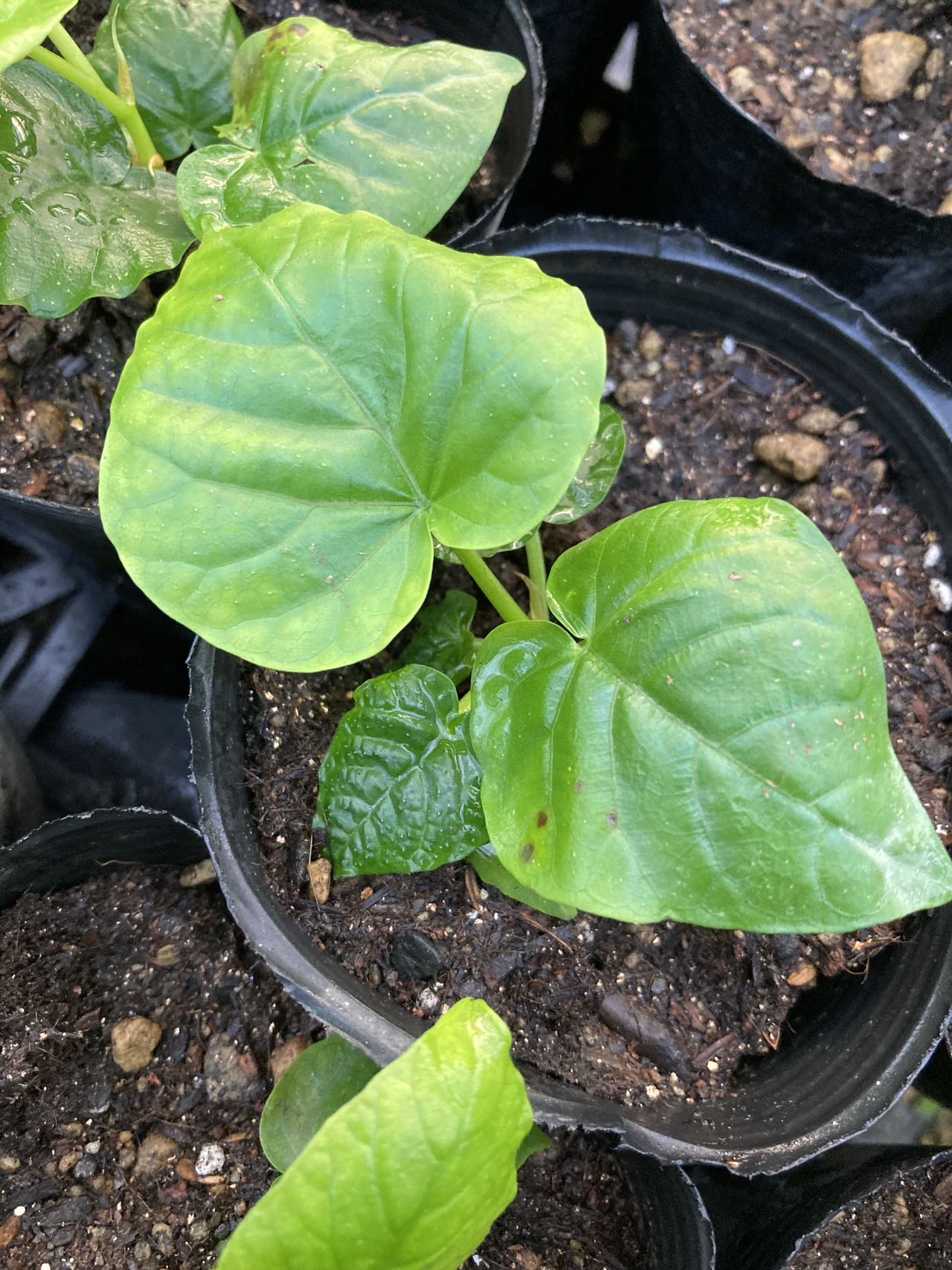 Foshan Youngplants | Leaf Spots Prevention & Treatment for Ficus umbellata 2