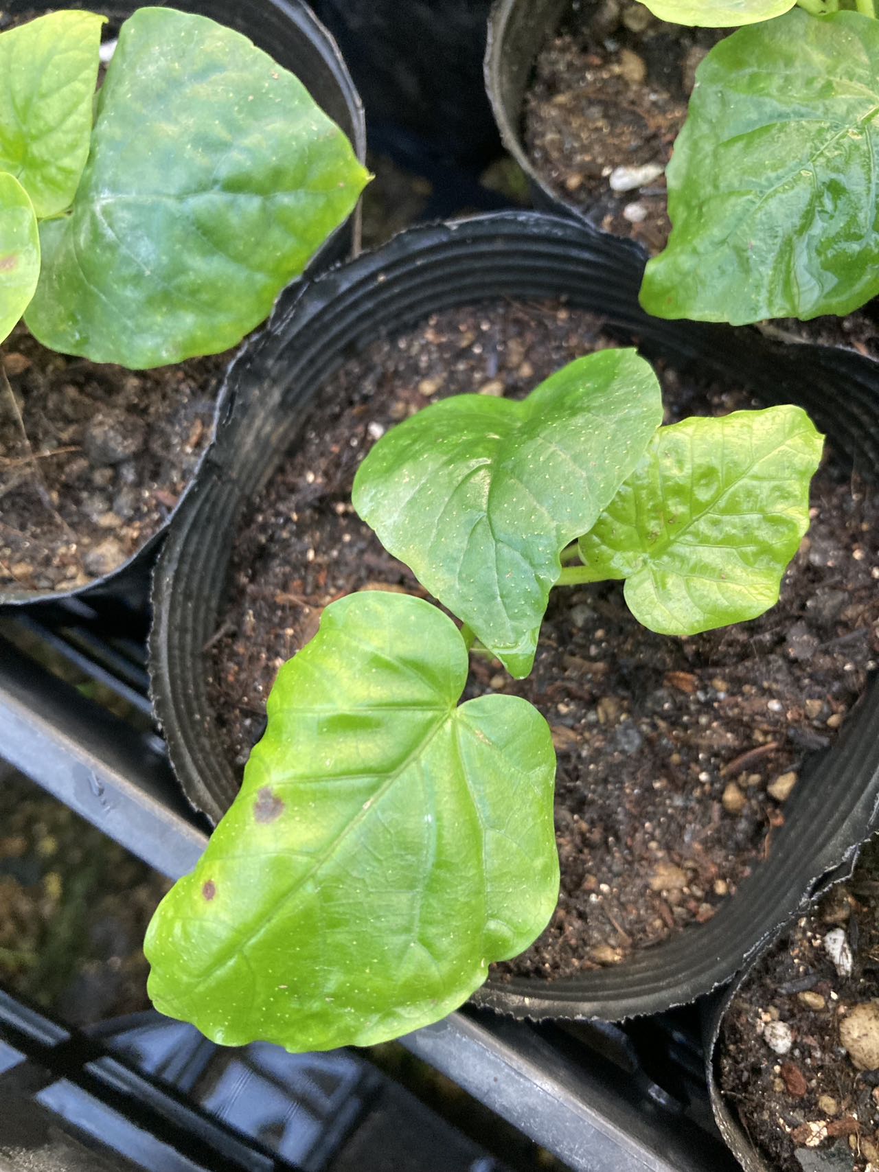 Foshan Youngplants | Leaf Spots Prevention & Treatment for Ficus umbellata 4